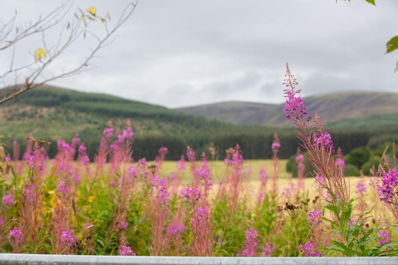 Mike'S 3-Bedroom Countryside Cottage Alness Buitenkant foto